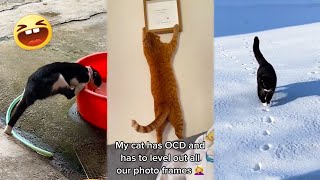Cats' Funny Actions When Suffering From OCD 🤣 FUNNIEST CATS WITH OCD