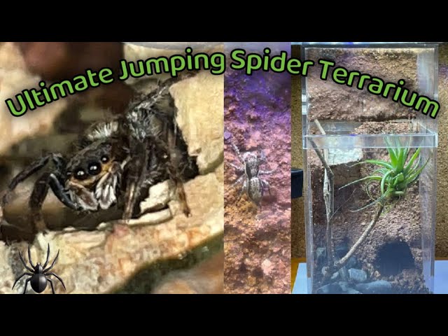 Suggestions for jumping spider enclosures - Invertebrates