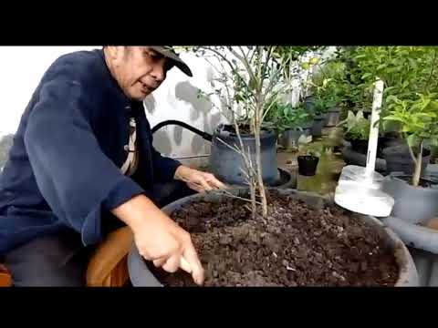 Video: Masalah Daun Jeruk - Daun Berguguran Dari Pokok Jeruk