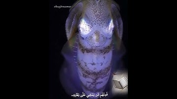 وَٱللَّهُ خَلَقَ كُلَّ دَآبَّةٖ مِّن مَّآءٖۖ 💦 - القارئ أحمد خضر 🌿💚