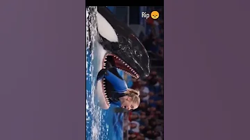 Jessica Radcliffe Orca Attack Jessica Dolphin Attack 