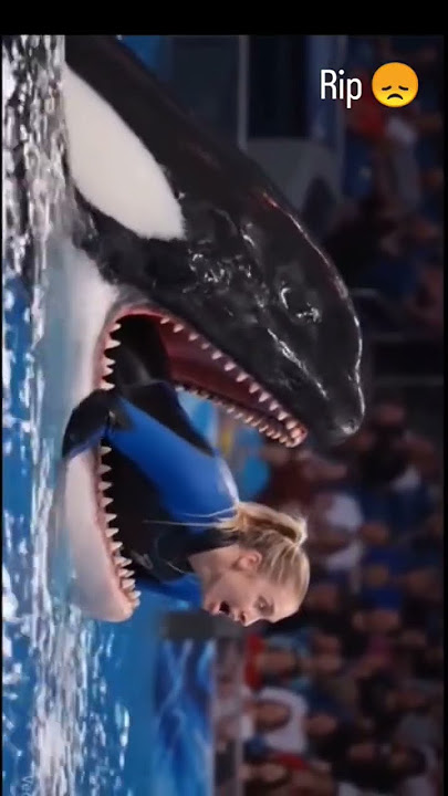 Jessica Radcliffe orca attack 😭💔 || jessica dolphin attack 🐬