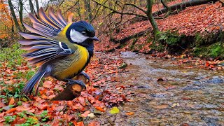 Get rid of stress and relax to the sound of the babbling stream and the singing of birds. Relaxation