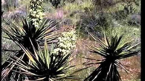 MOJAVE YUCCA