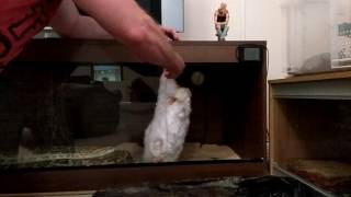 Ernie's Biggest Rabbit Yet!
