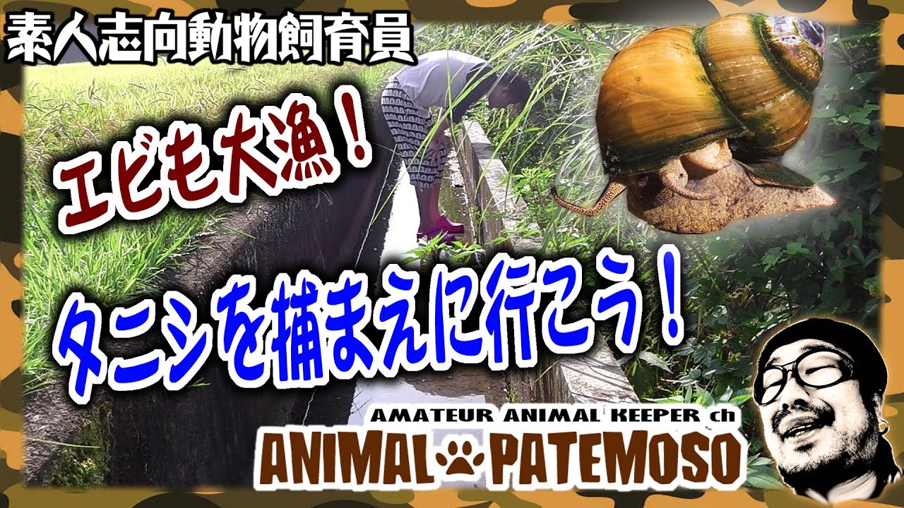 タニシを捕まえに行こう Viviparidae River Snails Freshwater Shrimp Youtube