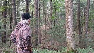 Easiest and Least Hunted Habitat In The Northwoods......Buckman
