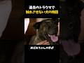 5年間触れられなかった犬にやっと伝わった温もり