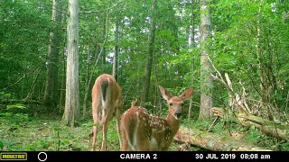 Hunting with Dad : Deer Season 2019 - Early October