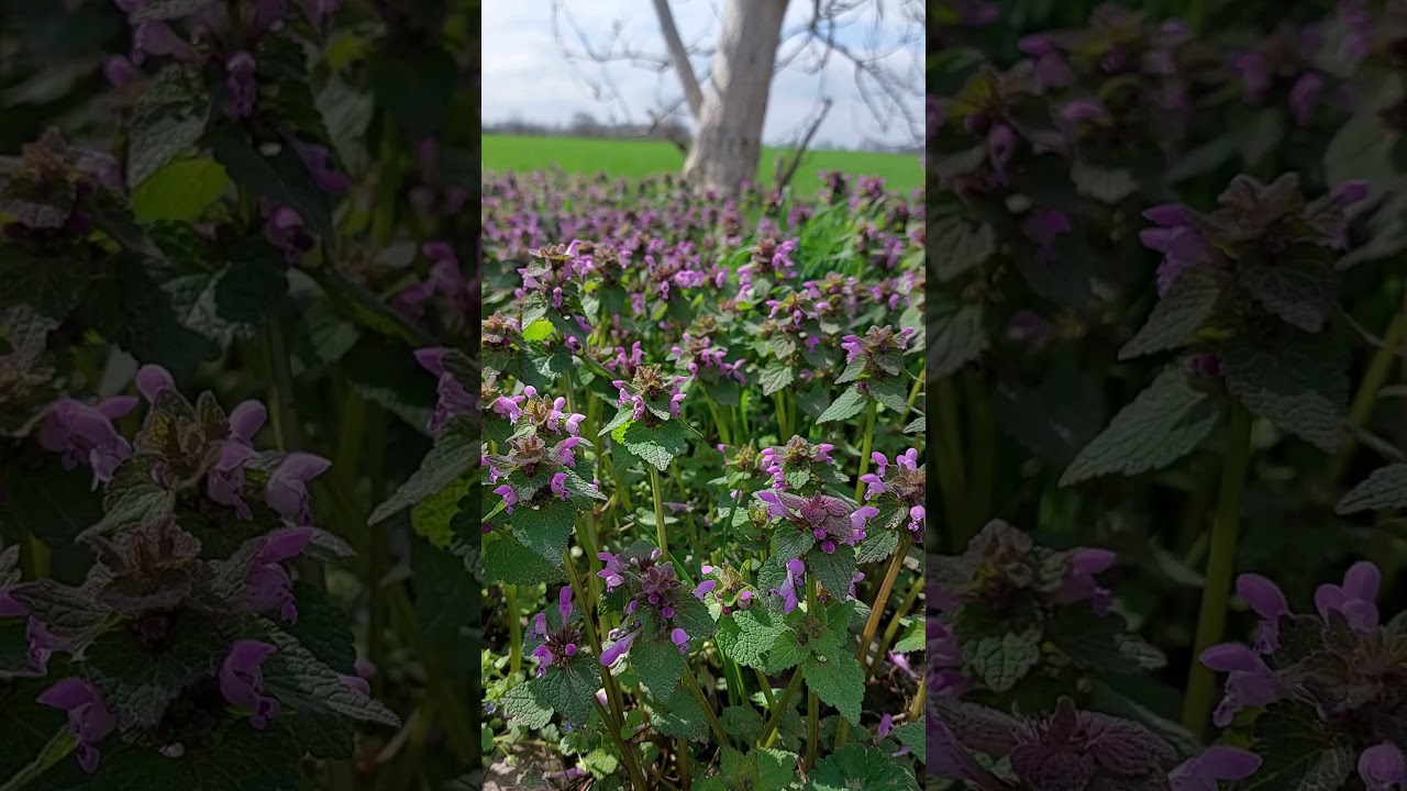 Яснотка пурпурная/Красная крапива