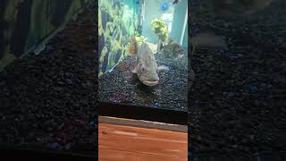 Black Piranha Vs Largemouth B