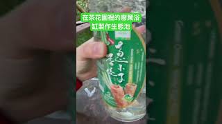 茶花園裡的廢棄浴缸製作生態池放鬥魚吃孑孓
