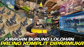 CEK HARGA BURUNG LOLOHAN TERKINI DIKIOS KARIM PASAR BURUNG PRAMUKA HARI INI