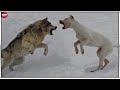 LOBO VS DOGO ARGENTINO - ¿Quién ganaría | Batallas de Animales Salvajes Ep. 10