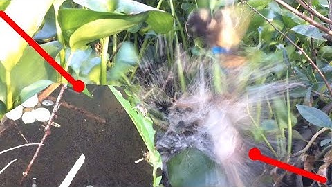 Câu cá lóc nhấp cá lóc bằng vịt, bầy khói đèn khủng trong đám lụt bình dính cá lóc chà bá cận cảnh