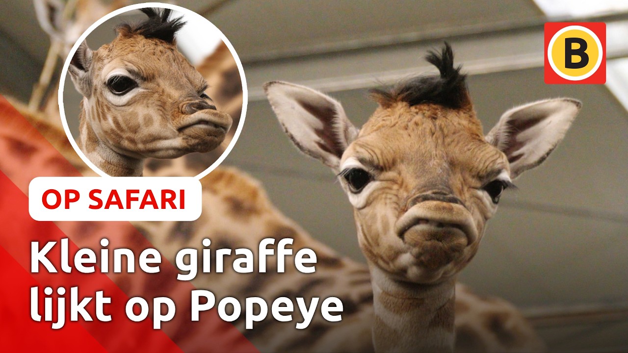 Babyboom bij de giraffen 🦒| Op Safari #5