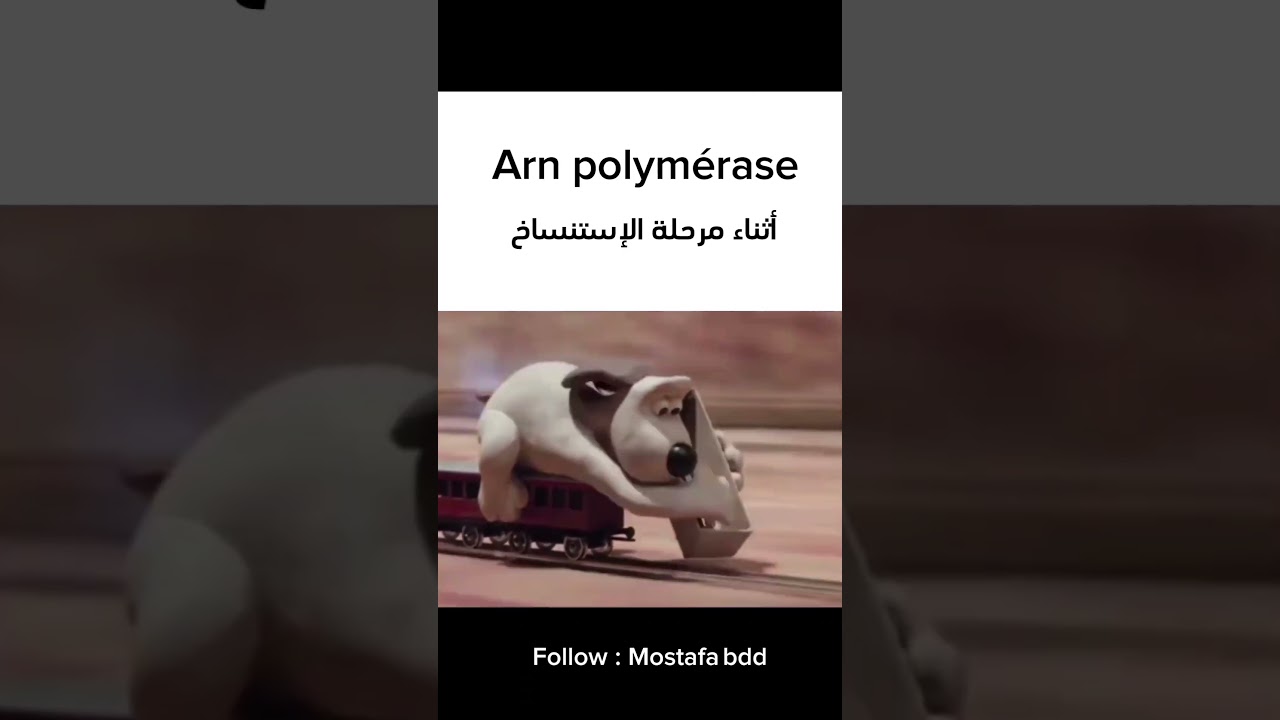 ميمز انزيم بوليميراز ARNp 🤣