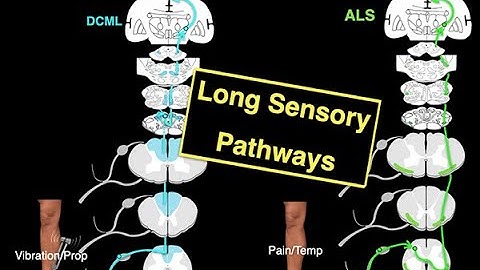 Long sensory pathways