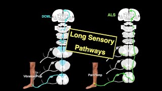 Long sensory pathways