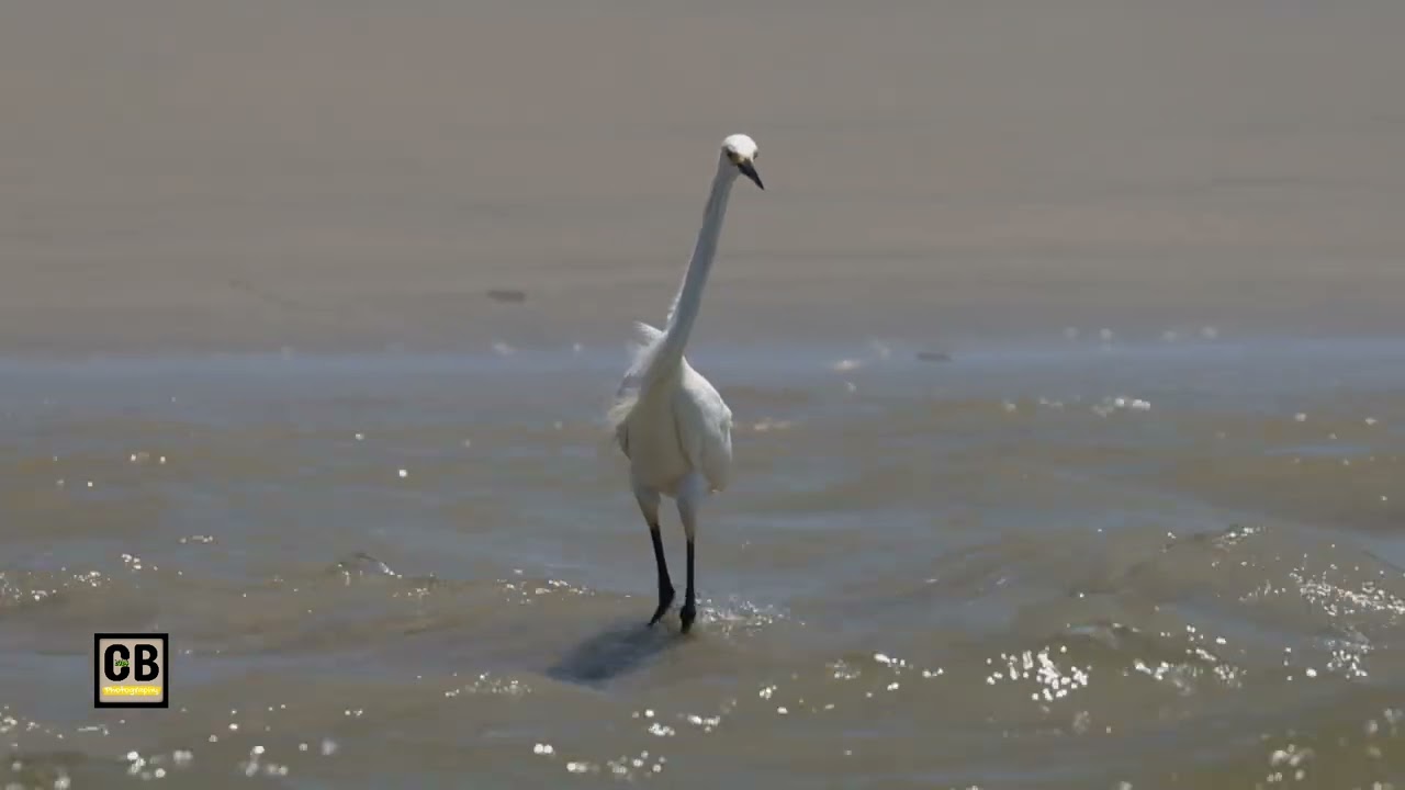 Snowy Egret at Beach