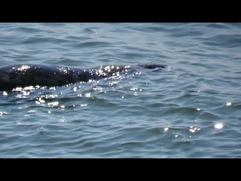 Video: Oceaankakofonie Een Kwelling Voor Zeezoogdieren