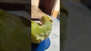 #food #parrot #talkingparot #funny #comedy #mithukibatain #birds #pets #greenparrot #love #song #cut