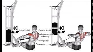 cable rear delt row 990x581