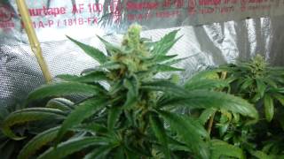 OG round update Day 41-42 and Qush and CheeseQuake Day 19-20