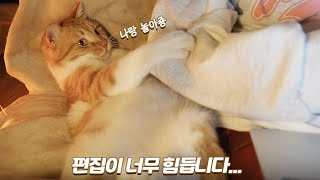 고양이 때문에 유튜브하기 정말 쉽지 않네요... ㅠㅠ | 쫀니와 쪼꼬미들 | 베베집사 제주살이