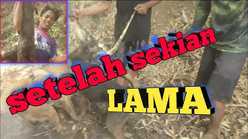 berburu BIAWAK bertemu sarang OTTER/wergul...!!!! lokasi tanggul #jember