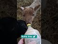 Time for Squirts lunchtime bottle 🍼 I think he enjoyed it 😁😂 #lambs #homestead #adorable #bottlebaby