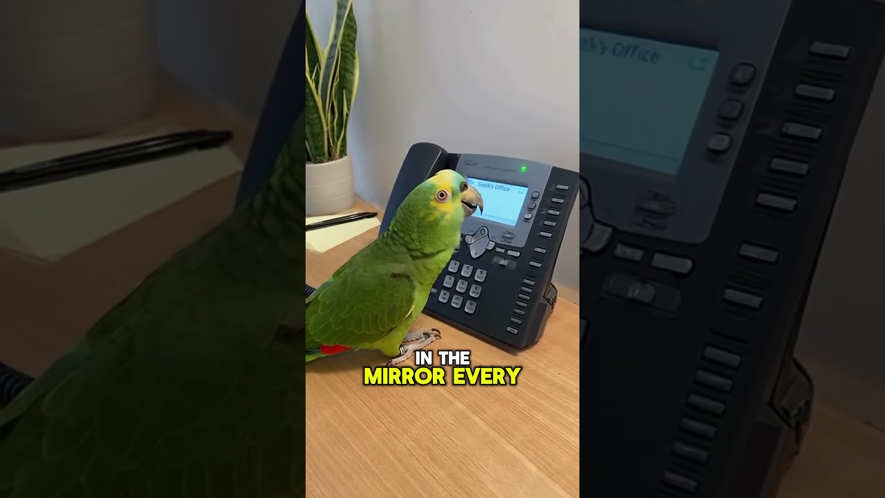Parrot Calls Doctor About Owner's Pep Talks! 🤣