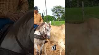 EXERCÍCIOS PARA CAVALO DE ESTEIRA