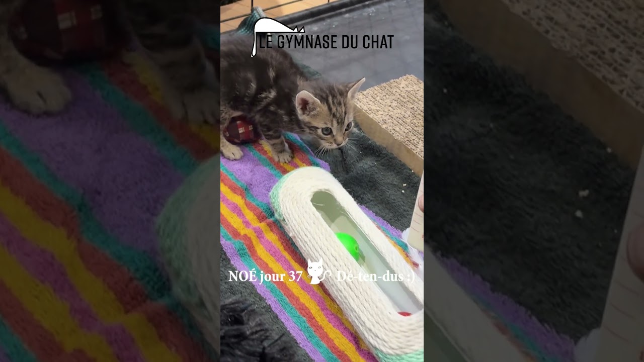 Noé le chat jour 37 : Noé fait ses nuits