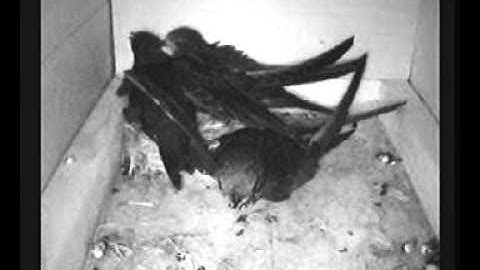 GIERZWALUW SWIFT APUS KOLONIE RESTAURANT "1804" ESSEN BELGIUM - PARENTAL ABUSE.avi