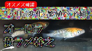 多色ラメ メダカのペア組とオーロラ黄ラメ幹之メダカの体色1ヶ月チェック！【メダカ飼育 006】