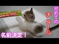 【保護猫】チュールを食べたら虜になった子猫がこちら