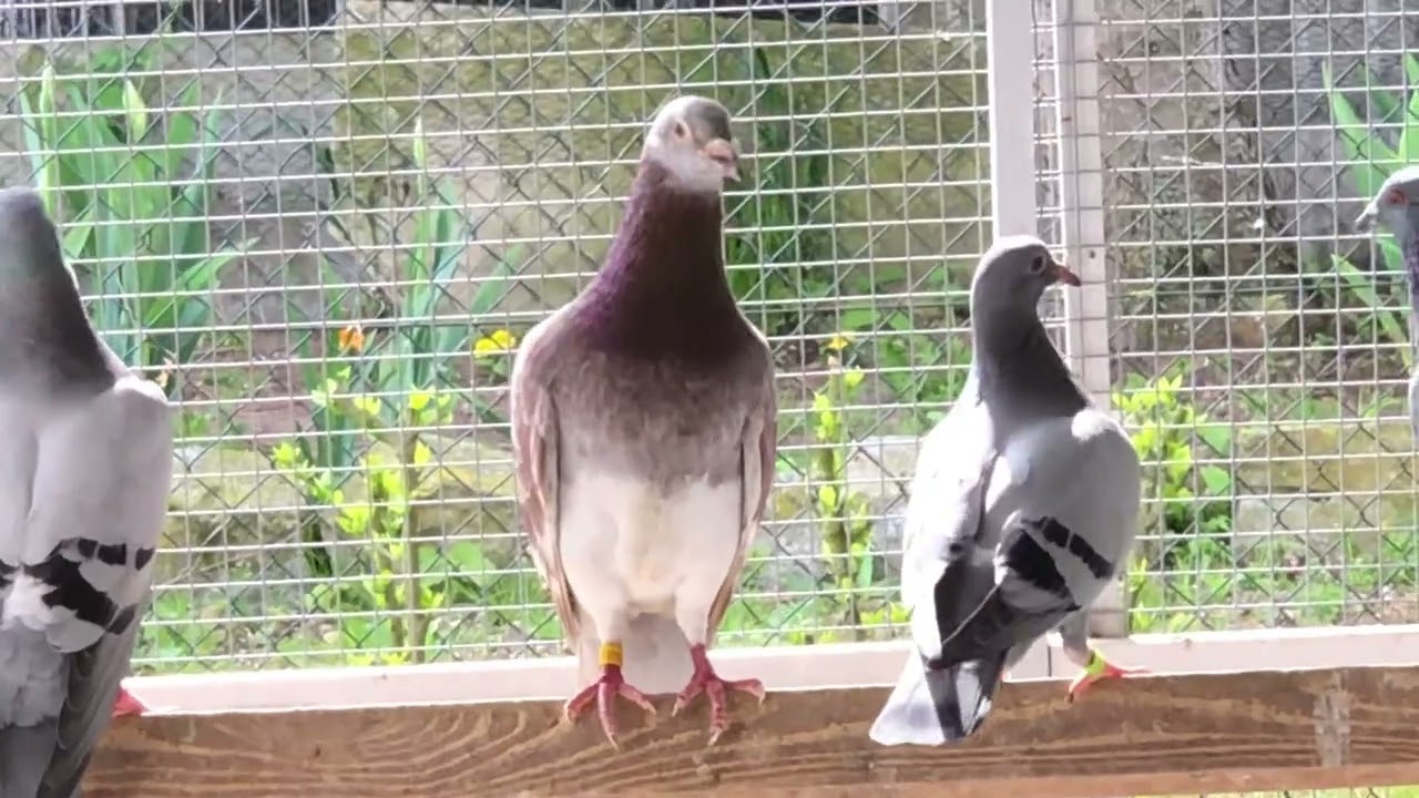 تحطيم للاسعار وافضل سلالات الحمام ومن انقى الدماء شي فاخر على الاخر