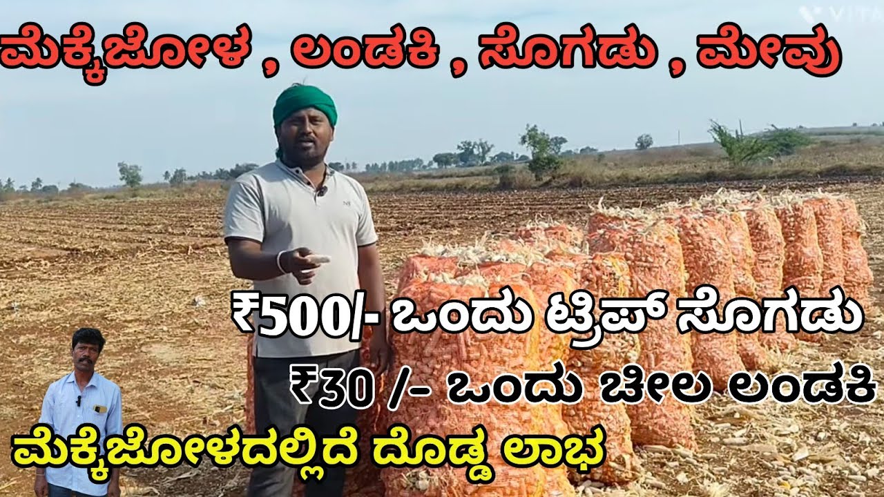 ಮೆಕ್ಕೆಜೋಳ ಕಾಳು ಮಾಡುವ ಯಂತ್ರ|ಒಂದು ಟ್ರೀಪ್ ಹತ್ತು ನಿಮಿಷ ಸಾಕು| ಹಣ ಸಮಯ ಉಳಿತಾಯ ರೈತರಿಗೆ ವರಧಾನ