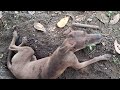 Nasceu os pintinhos da galinha caipirão