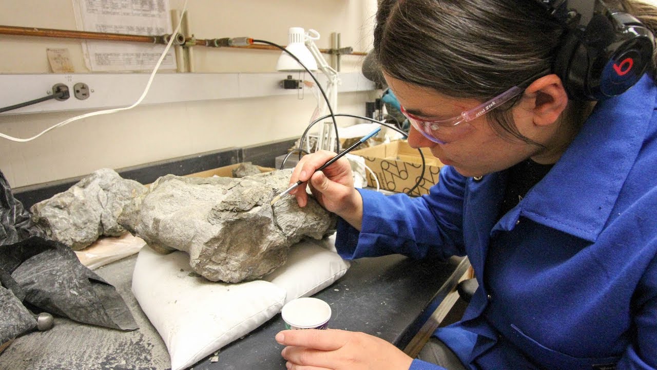 Fossils reveal possible new species - YouTube