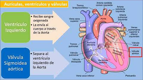 ¿Cómo es la estructura interna y externa del corazón?