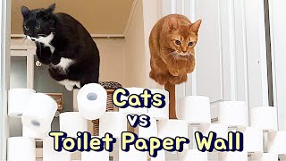 Cats vs Toilet Paper Wall (Visible Wall Challenge)