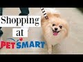 POMERANIAN GOES SHOPPING AT PETSMART! Dog Haul Toys treats & clothes