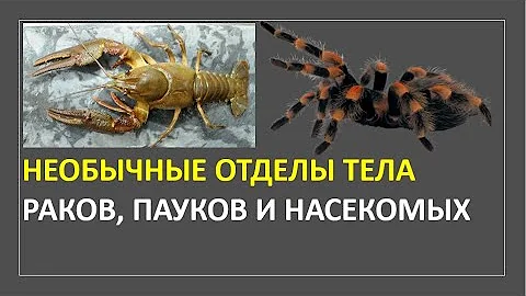 4. Необычные отделы тела раков, пауков и насекомых