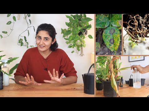Dealing With Fungus