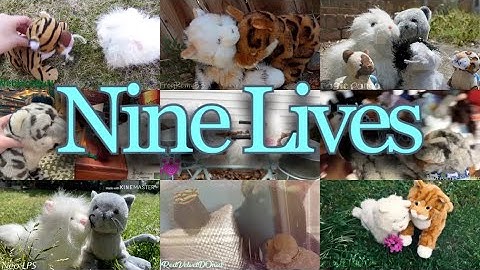 Nine Lives - Complete Webkinz MEP