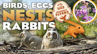 🦉 OWLS, NESTS, CHICKS & A BUNNY! | Feature Focus | Planet Zoo 2