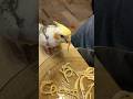 Попугай ест спагетти 😄 Кто увидел кота в кадре? #забавныеживотные #попугай