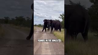 Rumble in the jungle 🐘 #elephant #beautiful #animals